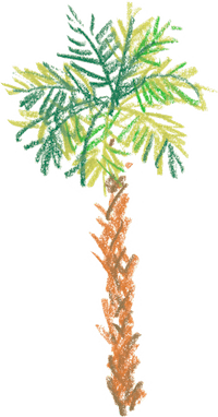full moon palm trees